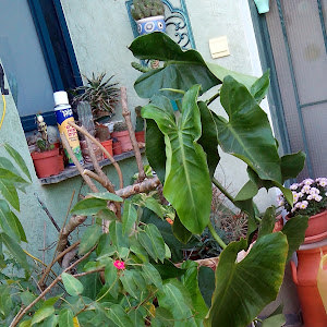 priva.ga - תמונה priva.ga - תמונה