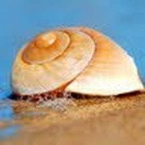 or - תמונה or - תמונה