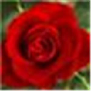 תמונת משתמש