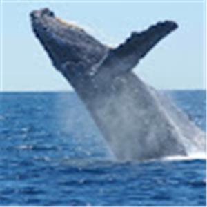 תמונת משתמש