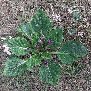 ורד - תמונה ורד - תמונה