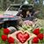 Eitan