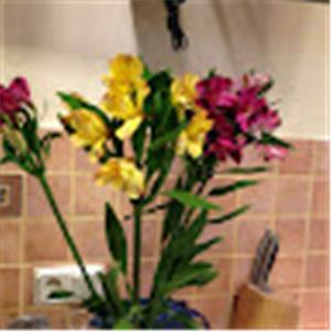 תמונת משתמש