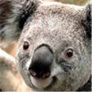 תמונת משתמש