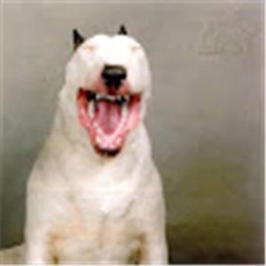 תמונת משתמש