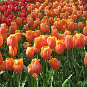 תמונה גנרית לכותב חוות דעת