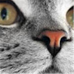 תמונת משתמש