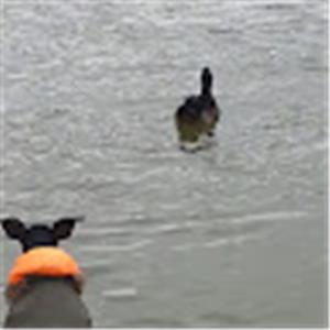 גוסטבו - תמונה