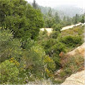 תמונת משתמש