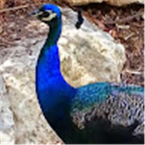 תמונת משתמש