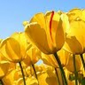 תמונת משתמש