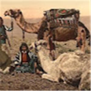 אריה - תמונה