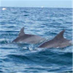 חיליק - תמונה חיליק - תמונה