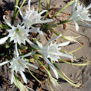 מלי - תמונה מלי - תמונה