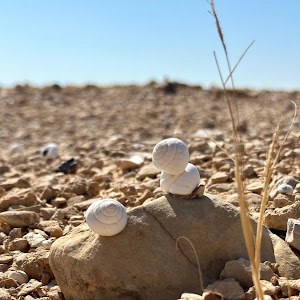 צפנת - תמונה