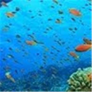 מוטימטיקה - תמונה מוטימטיקה - תמונה