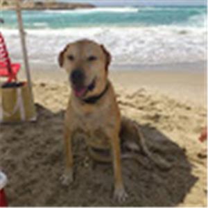 advoshb - תמונה