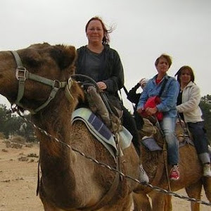 סיבונת - תמונה