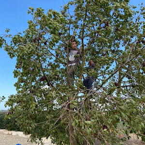 arie - תמונה arie - תמונה