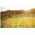 yael.goldenberg01 - תמונה yael.goldenberg01 - תמונה
