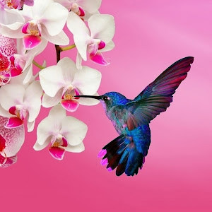 תמר פיו - תמונה