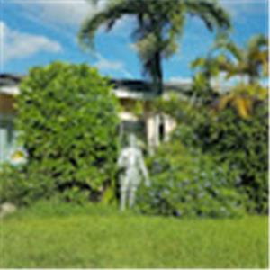 אריה - תמונה