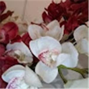 surui duai - תמונה surui duai - תמונה