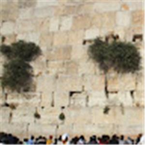 shanip105 - תמונה