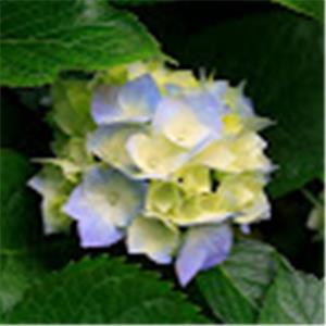 o504163036 - תמונה