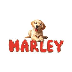 tomer13463 - תמונה