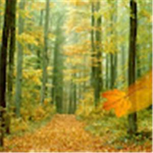 dkd336338 - תמונה dkd336338 - תמונה