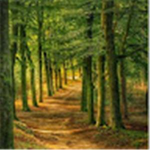 g9741556 - תמונה