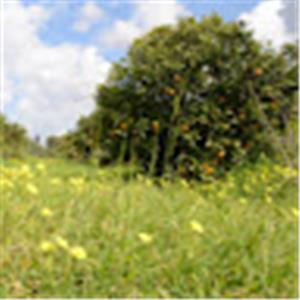 אביטל גלאון - תמונה אביטל גלאון - תמונה