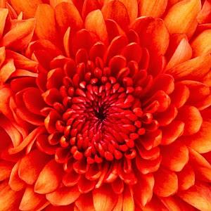 adidiaz - תמונה