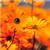 shlomit.shunem - תמונה shlomit.shunem - תמונה