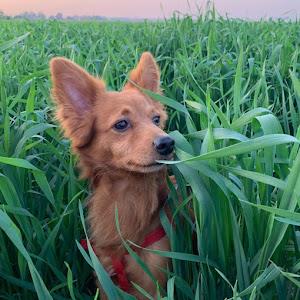 mayasapiga460 - תמונה mayasapiga460 - תמונה