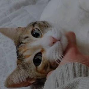 leamushkatin - תמונה leamushkatin - תמונה