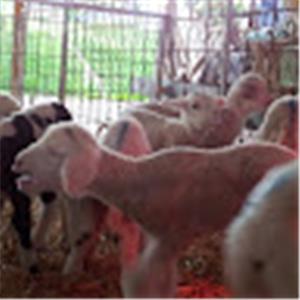 hugit.shammai - תמונה hugit.shammai - תמונה