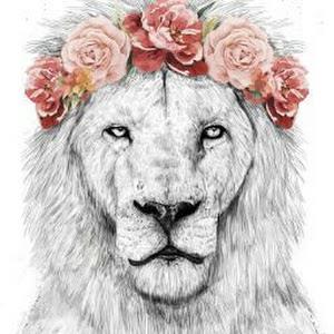 nurya.sh - תמונה