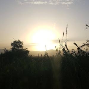 mor49787 - תמונה