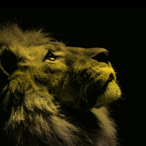 ilan.peled71 - תמונה ilan.peled71 - תמונה