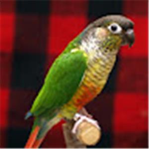 s0533160773 - תמונה