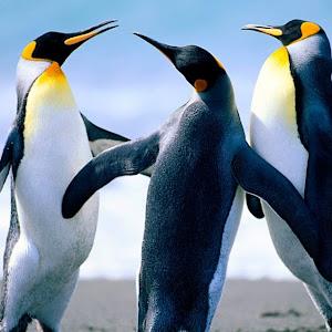 posner3 - תמונה