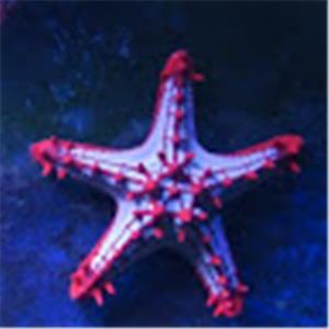 nt670085 - תמונה