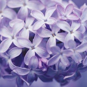 Tal dor - תמונה