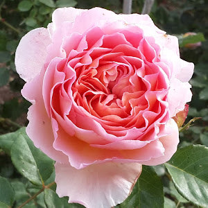 בתשבע - תמונה