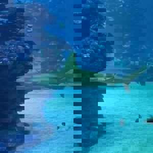 אריק - תמונה