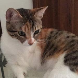 lihirozner - תמונה