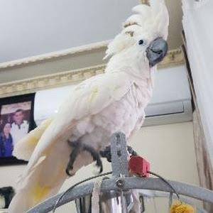 nadyaashurov03 - תמונה