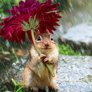 ziadabobker - תמונה ziadabobker - תמונה